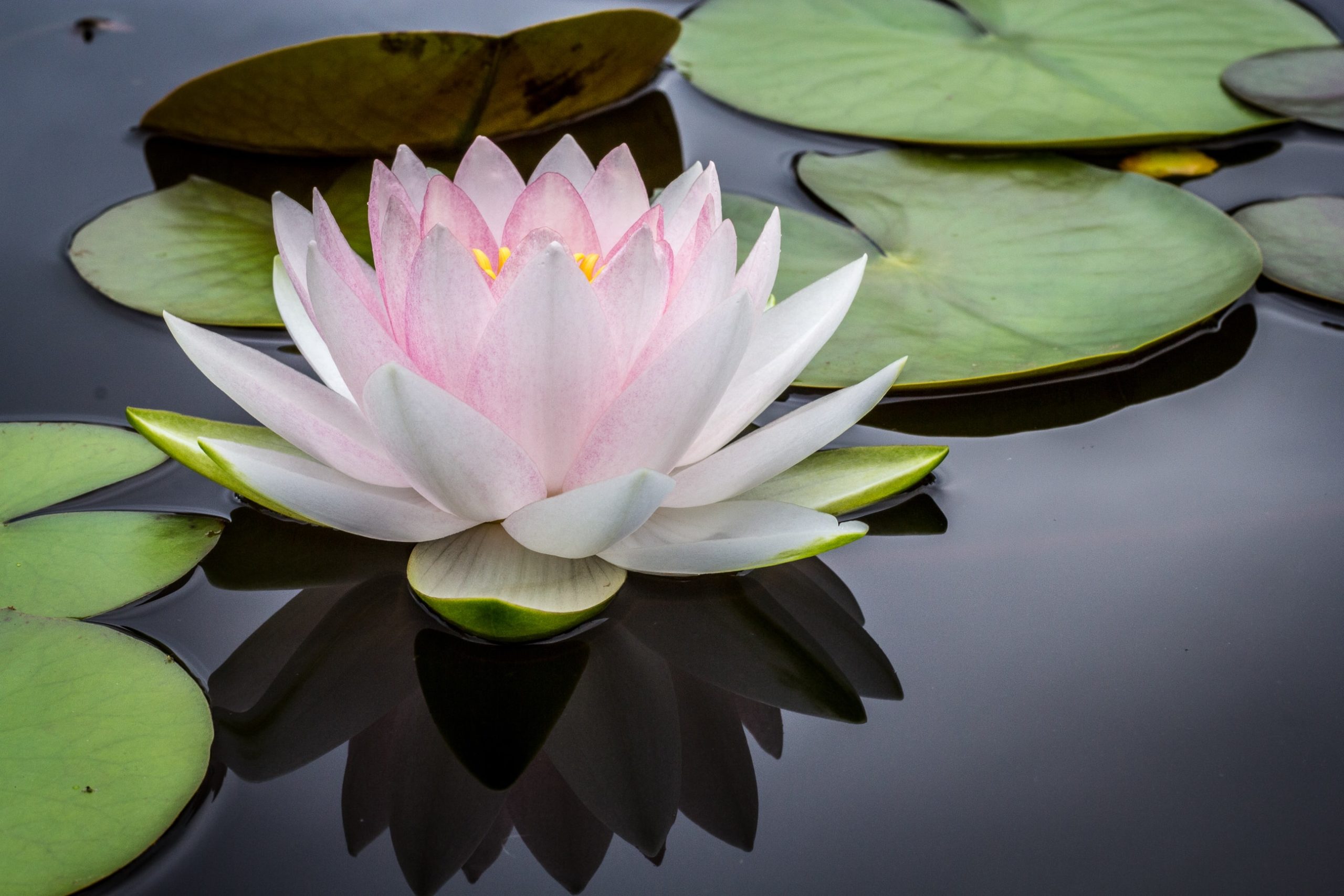 Image sourced on Unsplash by Jay Castor